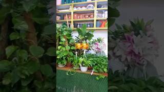 plants plants shopflower mudubaitraveller shortvideo shortsviral [upl. by Aisanahta]