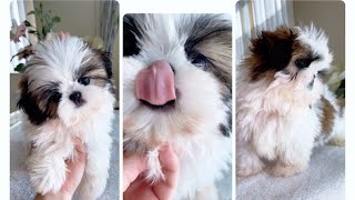 Before getting a Shih Tzu Puppy WATCH THIS VIDEO [upl. by Binnings]