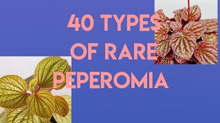 Types of PeperomiaRare varieties of Peperomias [upl. by Attevroc]