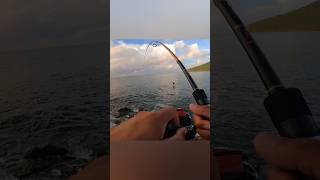 Daiwa Ballistic MQ 3000 screaming a little 🔥🔥puertoricofishing rockfishing catchandrelease [upl. by Marb]