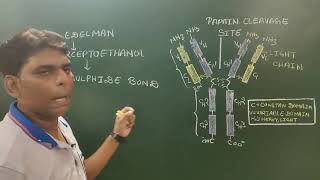 Effect of proteolytic enzymes Papain Pepsin and Mercaptoethanol on an Antibody molecule [upl. by Ydnat585]