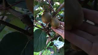 Kiwi Actinidia deliciosa or Chinese gooseberry gardenideas garden plant Barelygardening [upl. by Ahsaei]