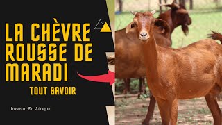 🚨🚨Pourquoi la CHEVRE ROUSSE DE MARADI EstElle Si Précieuse TOUT SAVOIR [upl. by Aekin]