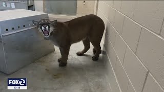 Deadly fight between mountain lions partially caught on video [upl. by Erdnoed213]