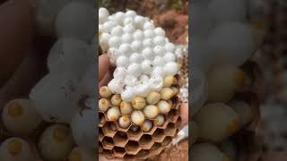 Inside the Hornet Nest A CloseUp on Moving Larvae [upl. by Inalej]