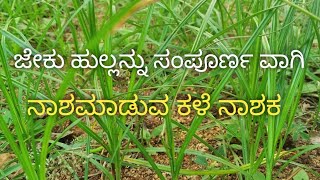 ಜೇಕುತುಂಗೆಕಳೆ ನಾಶಕ Nutgrass herbicide  cyperus rotundus by ksrchannel [upl. by Dalt395]