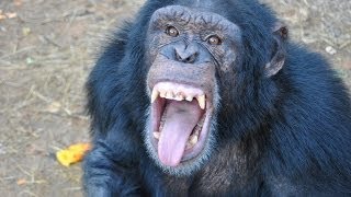 Chimpanzees interesting Argue and Wrestle [upl. by Cornell]