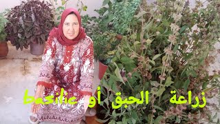 زراعة الحبق ، الريحان أو basilic من البدور بطريقة سهلة مع أمي إيطو ومعلومات مفيدة [upl. by Bahe]