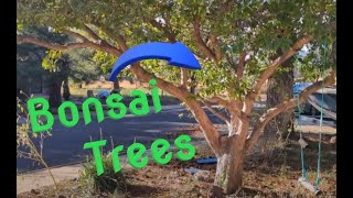 Growing small Bonsai Trees on a huge Mature Tree [upl. by Tarfe]