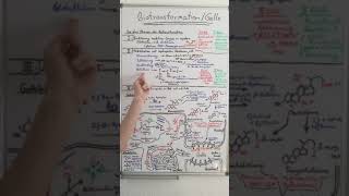 BIOTRANSFORMATION und GALLEBILDUNG ERFOLGREICH meistern  Biochemie Now [upl. by Nolyak805]