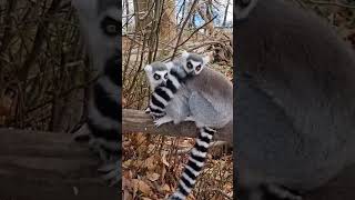 Cute Lemurs Huddling Together ❤ lemur cute animals [upl. by Zohara43]