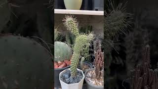 Cylindropuntia [upl. by Hpseoj]