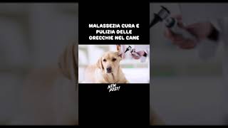 Malassezia  link nel primo commento non perderti l’intervista esclusiva con un veterinario cani [upl. by Atirec]