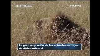 Apareamiento de leones en las praderas de la Reserva Nacional Masai Mara CCTV International [upl. by Hillard363]