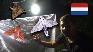 Moth Trapping in Tiel Netherlands [upl. by Flore]