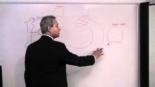 Immunology T Cells Lecture 7 part 14 [upl. by Chapell291]