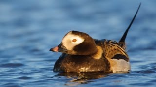 Voices Longtailed Duck [upl. by Iveel]