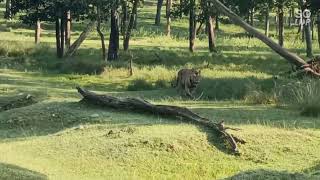 season start 1 Oct2024 very wonderful Swastik tiger sighting Turia gate  Pench national park [upl. by Hsejar292]