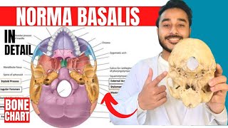 norma basalis anatomy 3d  anatomy of norma basalis of skull anatomy [upl. by Lhamaj]