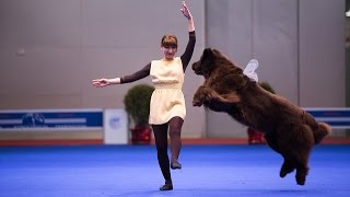 Танцы с собаками quotЕвразия 2014quot Dog Dancing Canine Freestyle [upl. by Mikael230]