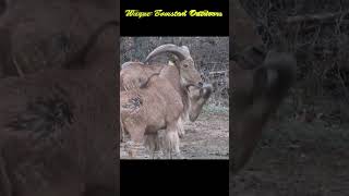 Hunting Aoudad with Bow and Arrow shorts [upl. by Bakki]