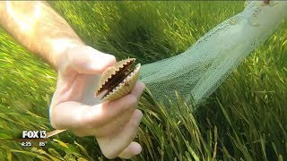 Scalloping with River Adventure Tours [upl. by Maggs710]