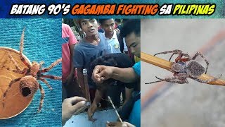 Balik Batang 90s  Gagamba Fighting in the Philippines  Orb Weaver Spider [upl. by Norad]