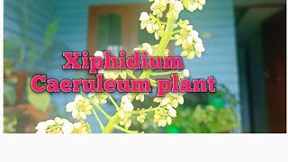 xiphidium caeruleum plantpramichristy [upl. by Alison]