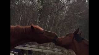 Horses french kissing [upl. by Anissej233]