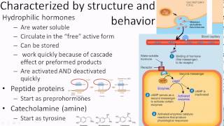 Pathophysiology Endocrine overview 1 of 3 [upl. by Bainbridge]