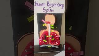 Respiratory system diagram  lung  human respiratory system  medtalks [upl. by Hefter]