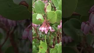 Manzanita Flowers Near Kennedy Meadows  Arctostaphylos  Ericaceae Heath Family sierranevada [upl. by Kafka]