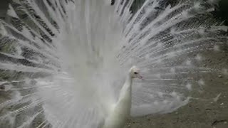 Wunderschöner weißer Pfau  Beautiful white peacock [upl. by Kendell]