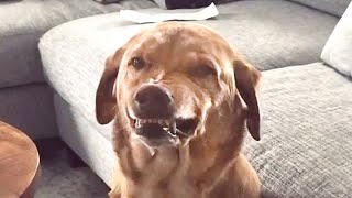 Guilty Dog is SO FUNNY 🤣  Try Not to Laugh [upl. by Lehcor]