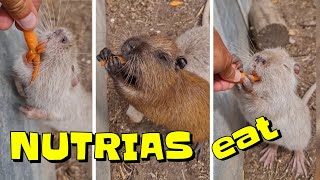 Feeding NUTRIA RATS with Carrots 🦫 [upl. by Enerak87]