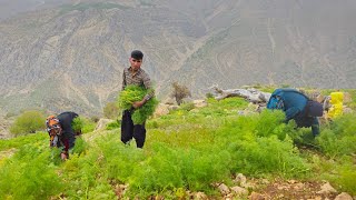 IRAN nomadic life  Nomadic lifestyle of Iran  cutting grass for sheep and impassable roads [upl. by Schroeder]