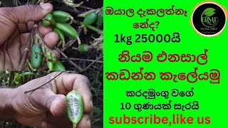 Natural cardamom cultivation in Sri Lankan forest so expensiv Elettaria cardamomum දේශිය එනසාල් [upl. by Lemaceon]