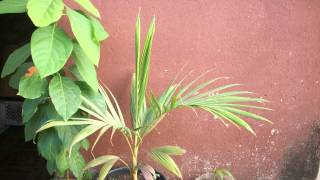 2 Years Palm Tree Growing Time Lapse  815 Days 5K [upl. by Eselahc]