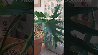 필로덴드론 신엽 나오는 모습 호프셀렘 키우기 Philodendron selloum 호프셀렘식물타임랩스 plant식집사 [upl. by Amitarp]