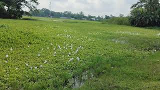 কচুরিপানাwater hyacinthsEichhorniaPontederia nature beautiful beauty amazing flowers water [upl. by Yht]