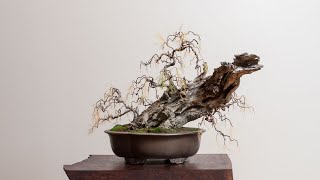 Weeping Tamarisk Bonsai Tree Timelapse [upl. by Pevzner]