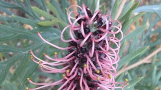 Grevillea Dorothy Gordon  Must see July [upl. by Lumpkin]