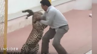 Leopard Attacked A School In India [upl. by Hamal719]