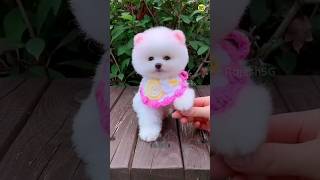 How to buy this cute dog  Pomeranian Dog Price In India  viral shorts video trending cute [upl. by Slavin]