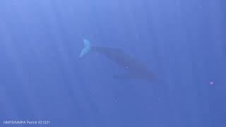 Whale Song Maui Hawaii [upl. by Kurzawa]