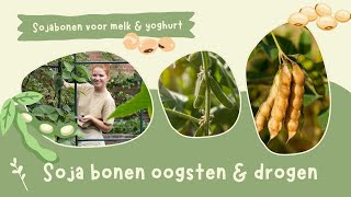 Sojabonenedamame oogsten amp drogen  Houtsnippers in de moestuin [upl. by Naginarb]