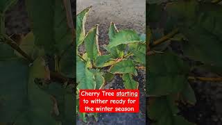 Cherry Tree Starting to Witherplantgardeningcherrytreetrendingviralshortsfruittreesvideo [upl. by Leima]