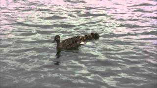 Mallard hen with chicks [upl. by Trilbee]