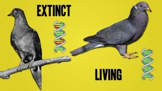 The Science Behind Deextinction [upl. by Aiyekal]