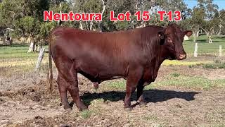 2024 Naracoorte Shorthorn Bull Sale NENTOURA Lot15 T13 [upl. by Sibley]